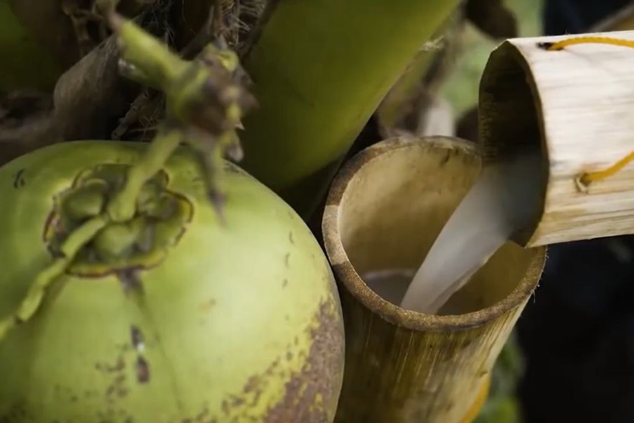 Tuba – Coconut Wine of the Philippines
