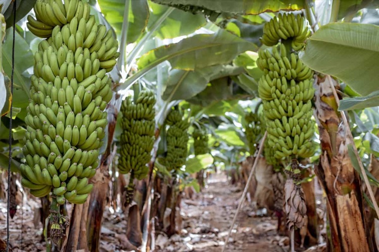 Bananas: Tradition, Transition, and Opportunity