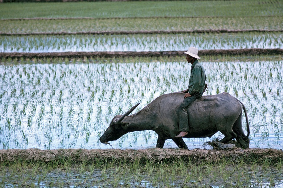 Agriculture In GenSan: Detailed Overview