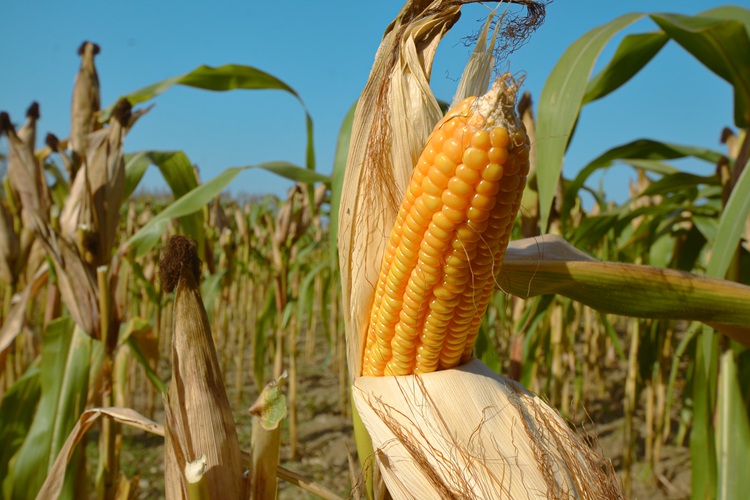 Corn: Feeding the Livestock and Feed Industry