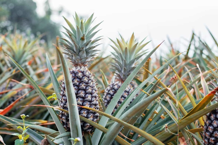 Pineapples: A Global Export Crop in South Cotabato