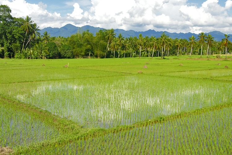 Rice: A Story of Self-Sufficiency and Mechanisation