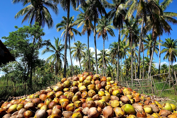 Coconut: A Growing Pillar of SOCCSKSARGEN Agriculture
