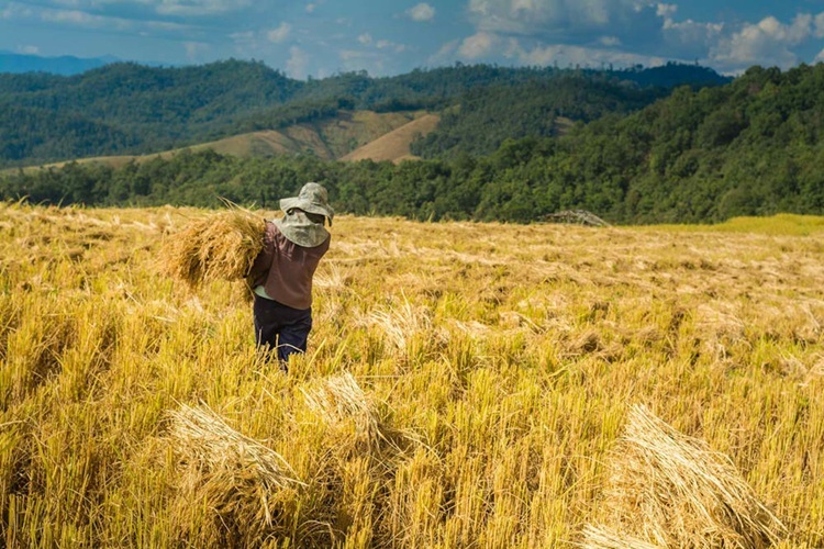 Coconut: A Growing Pillar of SOCCSKSARGEN Agriculture
