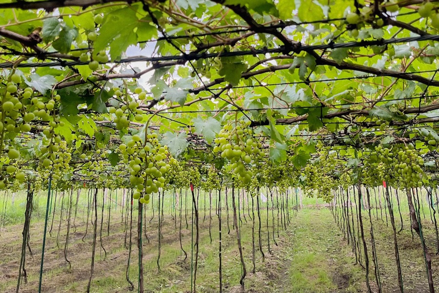 grapes field vinery in gensan