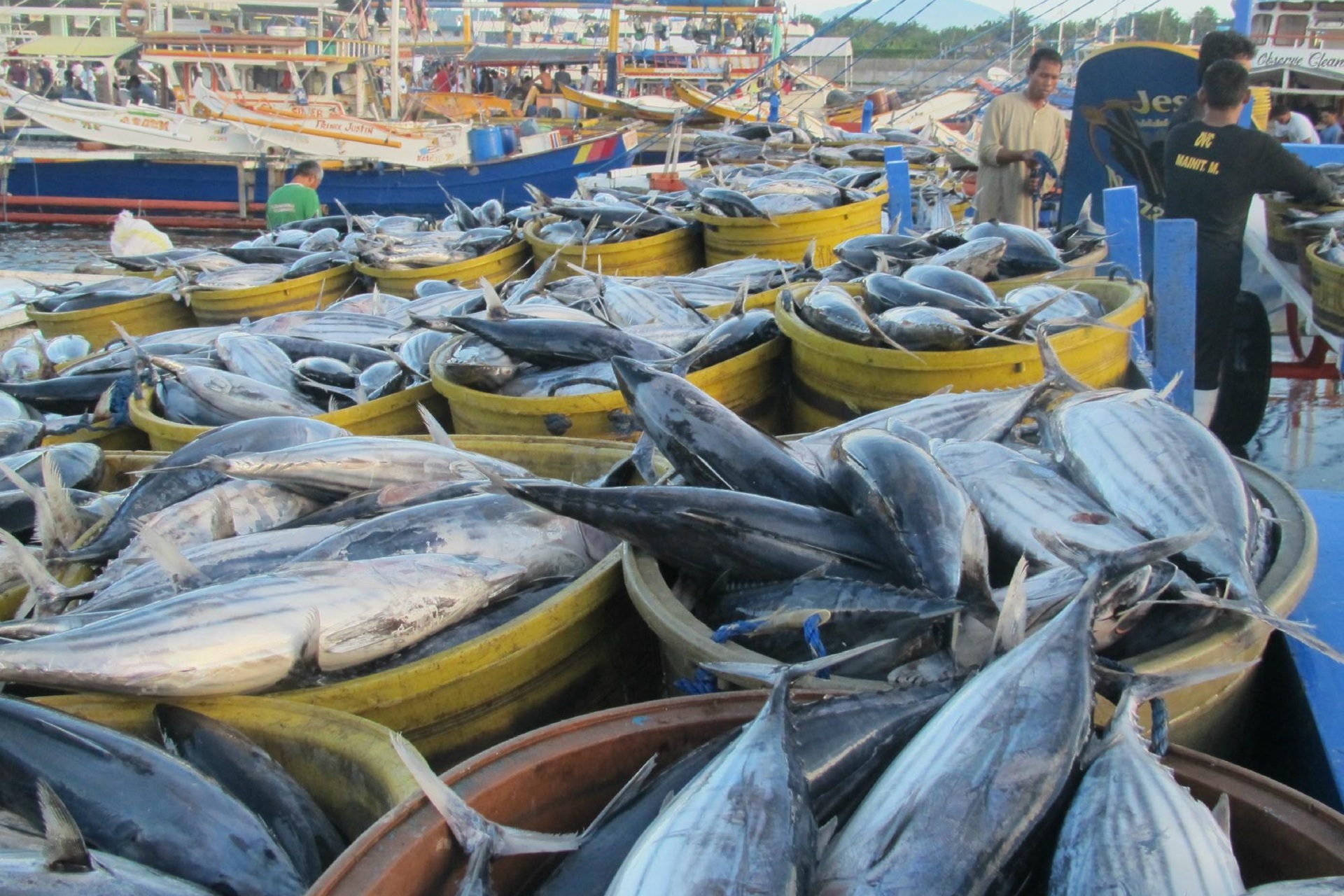 gensan as tuna capital of philippines